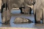 Three baby elephant
