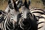 Sharing a zebra joke