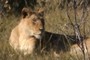 Lioness