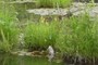 Swamp Candles