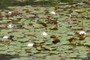 Fragrant Water Lily