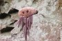 Mr. E. coli