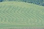 Bluegrass-seed fields