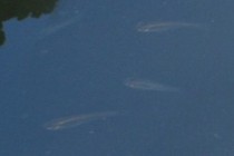 220875-210x140