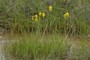 Narthecium americanum