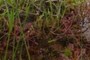 Drosera intermeadia