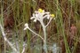 Lophiola aurea