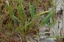 Orontium aquaticum