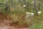 Drosera filiformis
