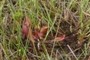 Sarracenia purpurea