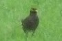 Koel or Cuckoo