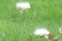 White Roses