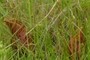 Sarracenia purpurea