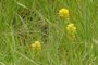 Nartheicum americanum