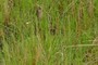 Drosera filiformis