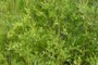 Chamaecyparis thyoides