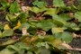 Splatterdock leaves