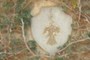 Marble Inlay
