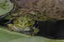 Frog 2