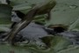 jumping frog