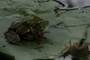 froggy style