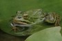 one more frog