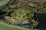 frog