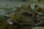 two frogs