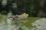 frog