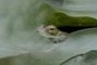 frog's eye