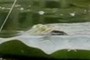 another frog