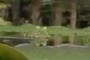 far away frog