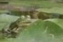 friendly frog