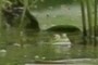 hippo frog