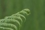 fern
