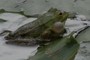 singing frog