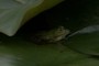 shy frog