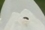 beetle