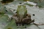 frog (rear view)