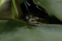 frog nearbynature