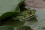 frog nearbynature