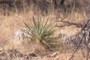 Yucca?