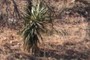 Yucca