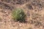 Yucca