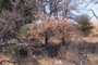 3 yucca plants