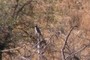 A bird !