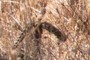 small cholla cactus