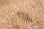barrel cactus