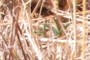 very tiny agave
