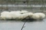 Trammel net 